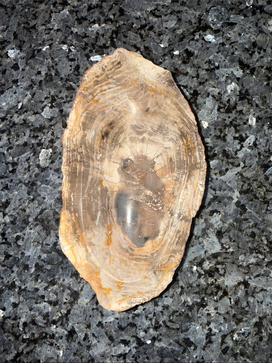 Crystal Luxury Psychology Other - Petrified Wood Custom Bowl A 4.75 x 8.25 4+ LBS